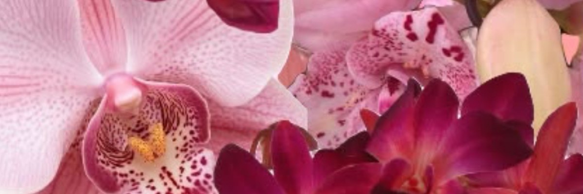 Profile banner