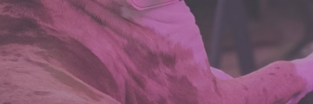 Profile banner